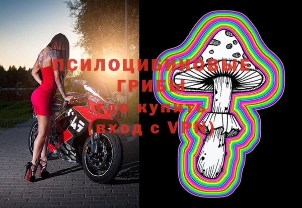 стаф Богданович